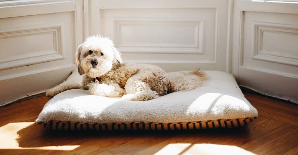 Whoodle vs Wheaten Terrier