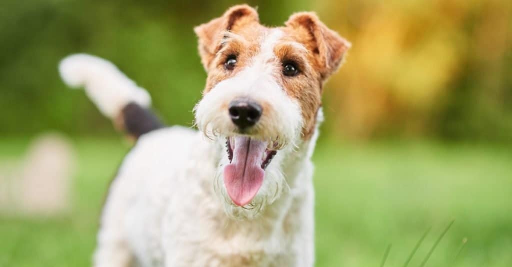 Happy cute Wire fox terrier dog in the park