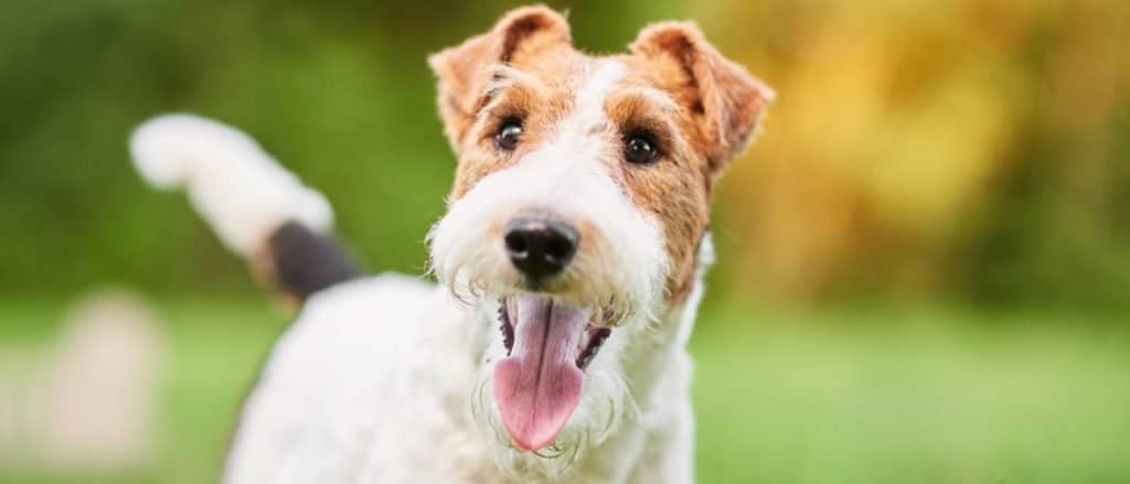 Happy cute Wire Fox terrier dog in the park