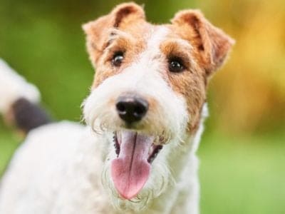 A Wire Fox Terrier