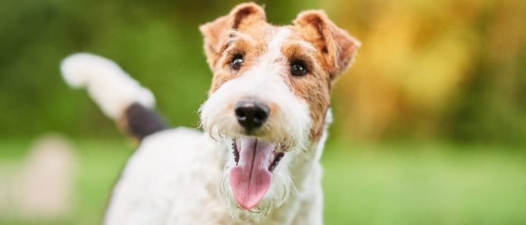 Wire Fox Terrier