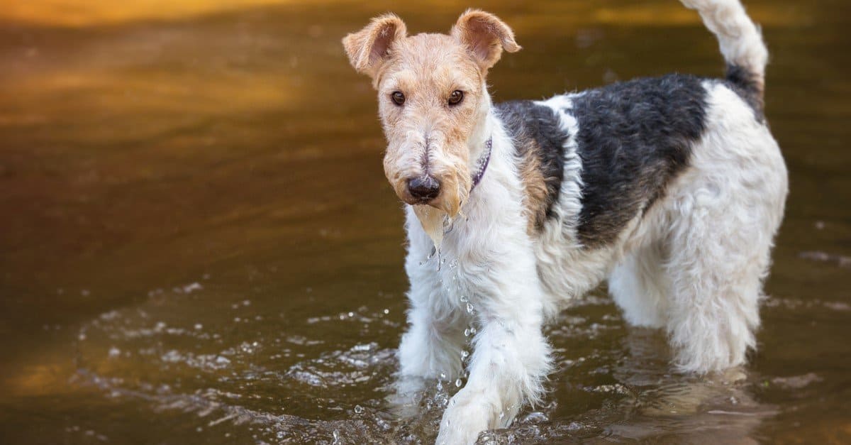 Wire Fox Terrier playing in the river