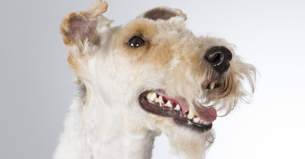 Wire Fox Terrier isolated on white background