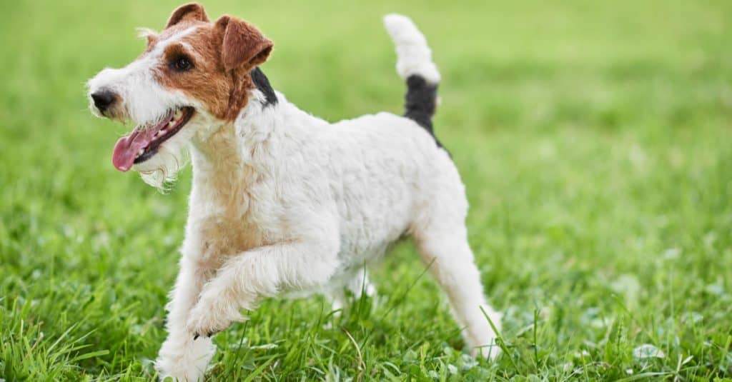 Happy and active Wire Fox terrier puppy running in the grass at the park