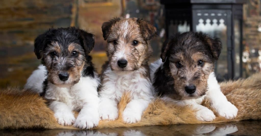 Black wire outlet fox terrier