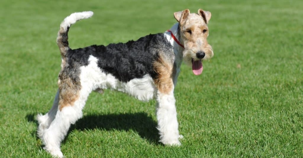 Wire hair fox shop terrier hypoallergenic dogs