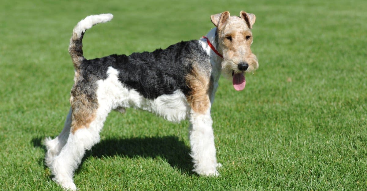 Wire Fox Terrier in show pose