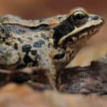 Wood Frog