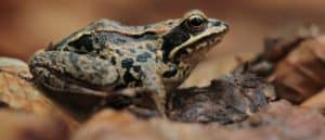 wood frog (Rana sylvatica)