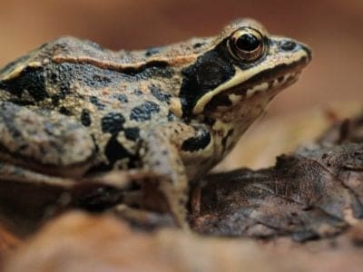 Wood Frog Picture