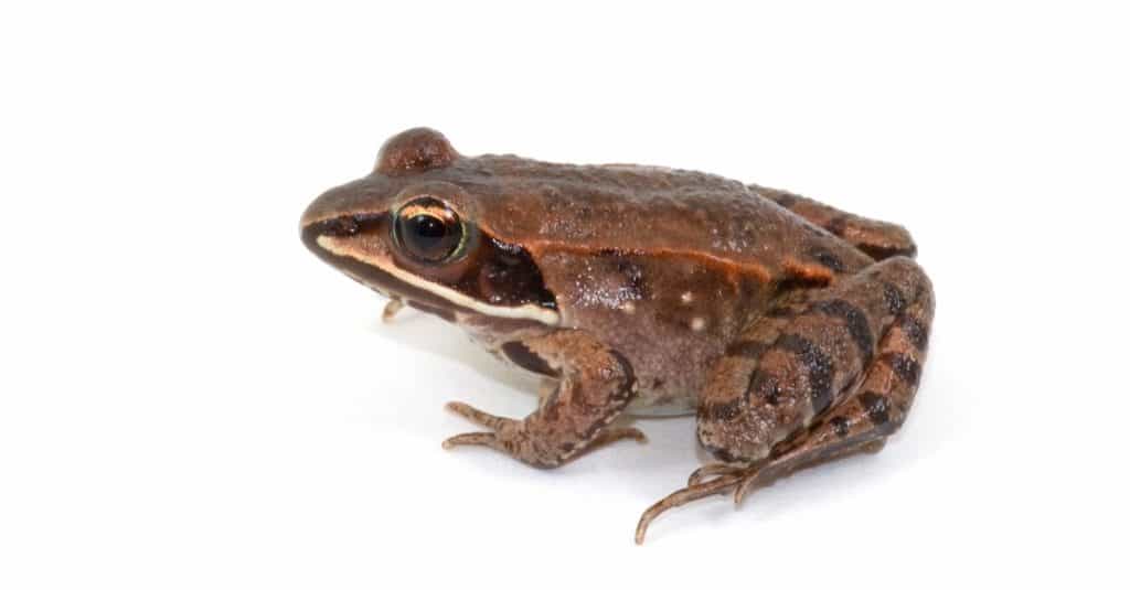 Juvenile and very beautifully marked, Wood Frog, isolated against a white background.