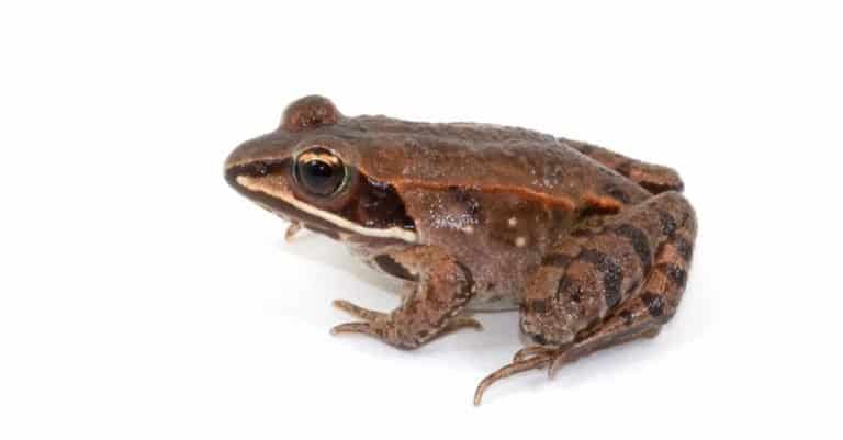 Juvenile and very beautifully marked, Wood Frog, isolated against a white background.
