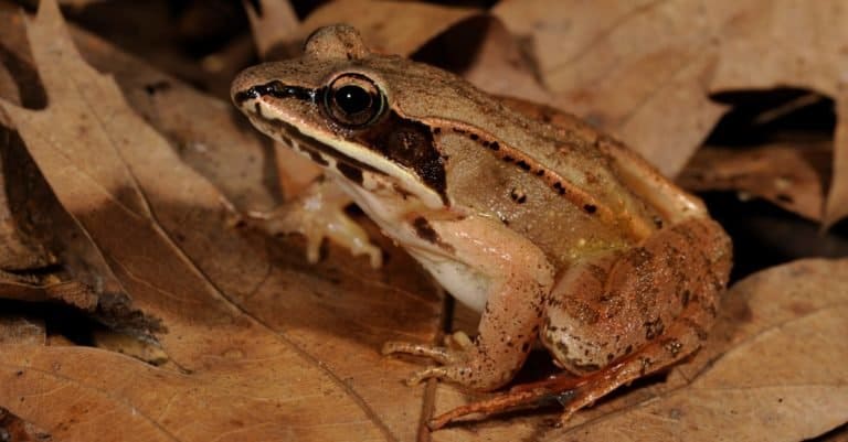 Wood Frog sitting on forest floor.