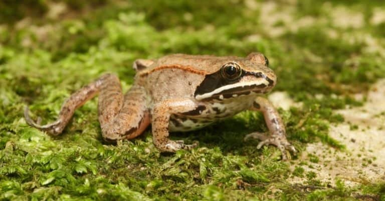 Wood frog sitting on some moss