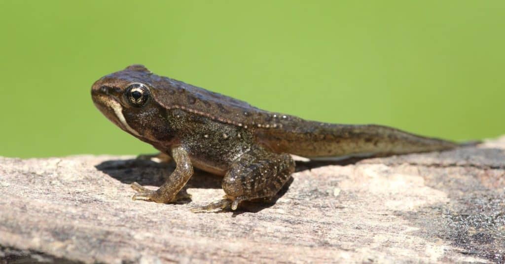 Wood Frog transitioning from a polliwog (tadpole) to a frog