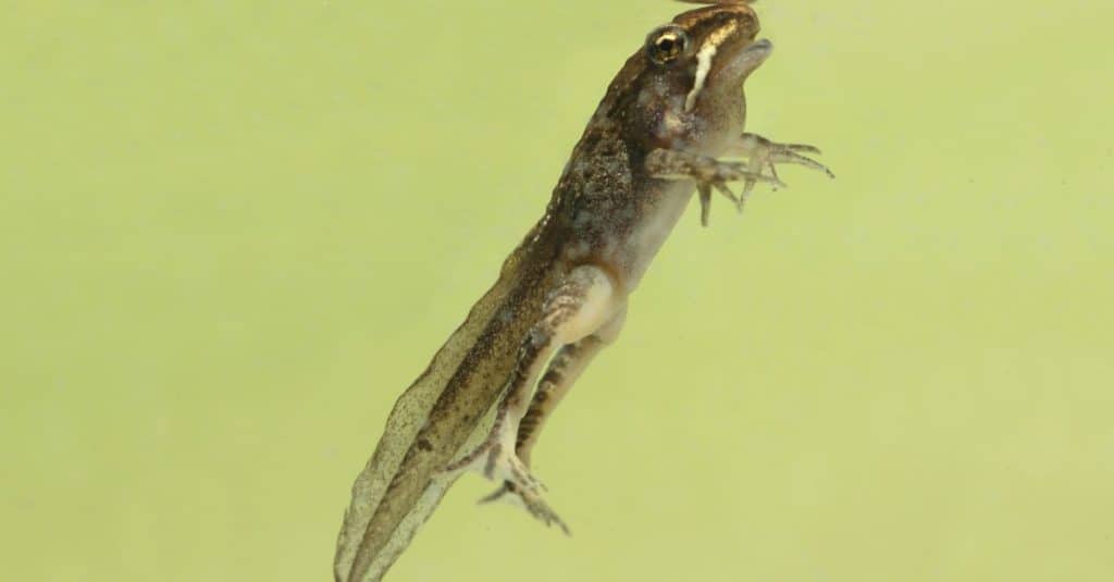 Wood Frog transitioning from a polliwog (tadpole) to a frog underwater