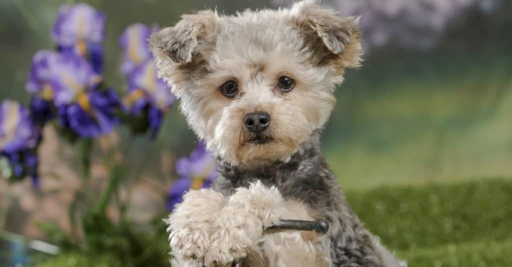 A Yorkie poo (cross of Yorkshire Terrier and toy poodle dog)