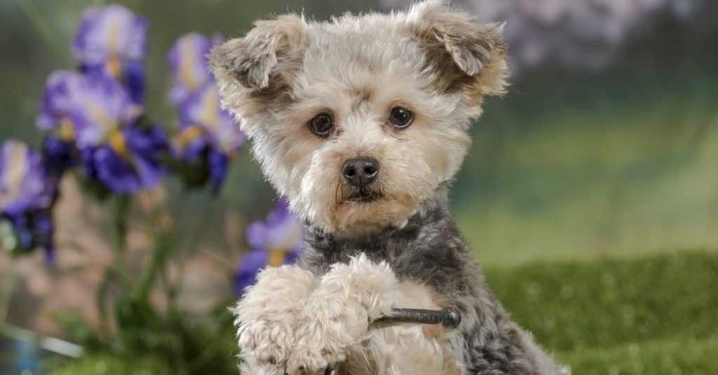 Yorkiepoo Colors Rarest To The Most Common A Z Animals