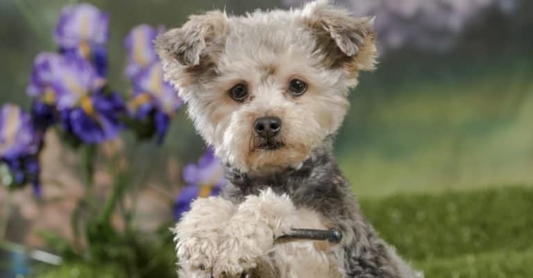 A Yorkie poo (cross of Yorkshire Terrier and toy poodle dog)