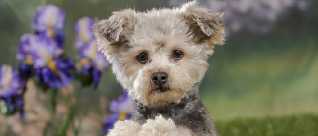 A yorkie poo (cross of Yorkshire Terrier and toy poodle dog)