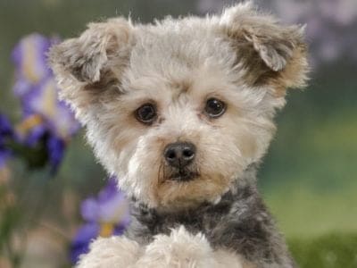 A Yorkiepoo