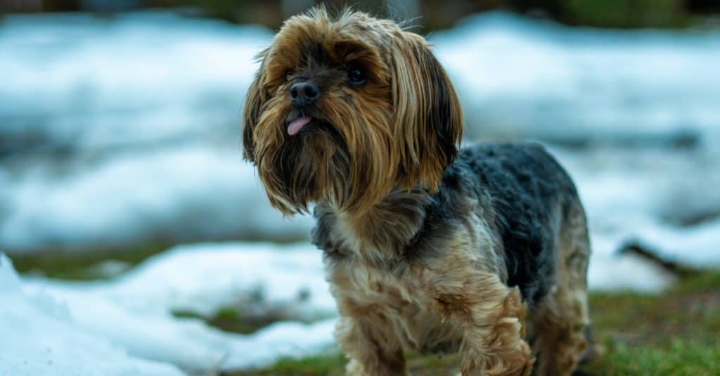 Yorkie poo playing outside in the snow
