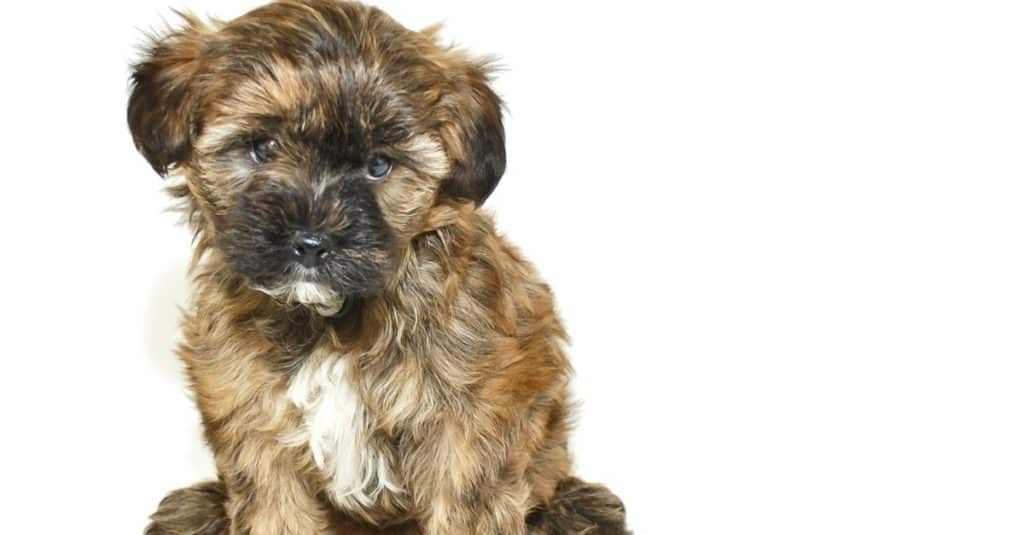 Cute Yorkie Poo puppy on a white background