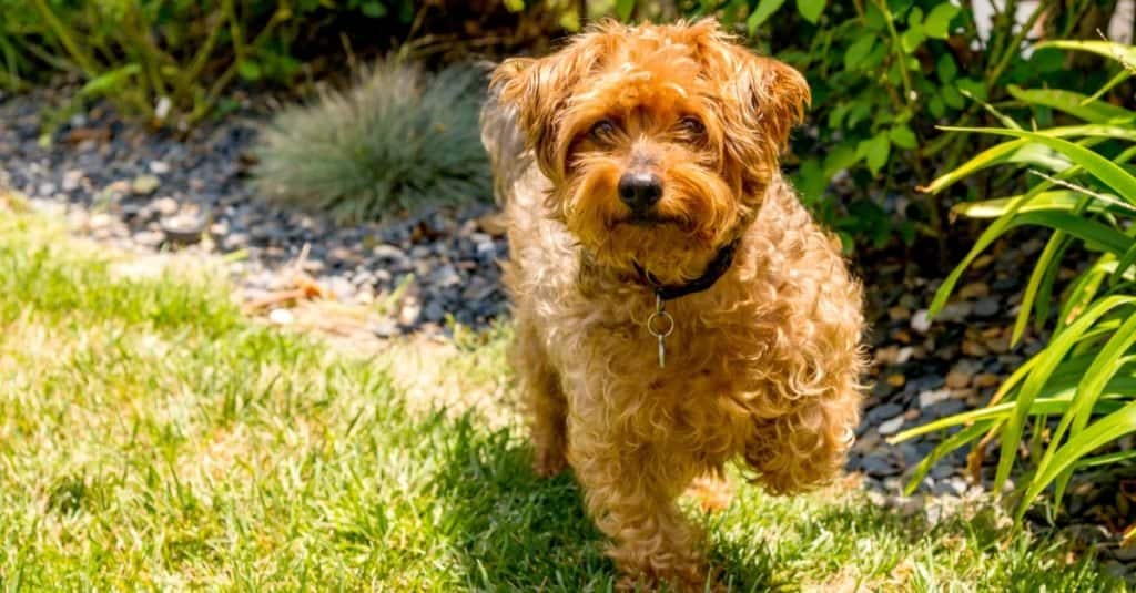 Yorkie Poo posing on grass. Yorkie Poo is a cross between a Yorkshire terrier and toy poodle