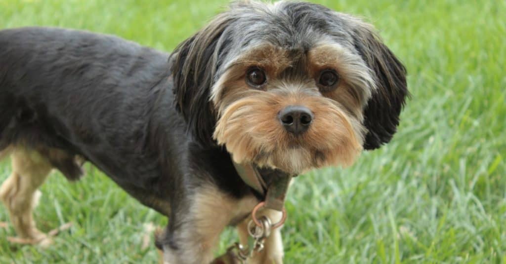 Yorkie Poo Puppy Portrait with Left Side Body View