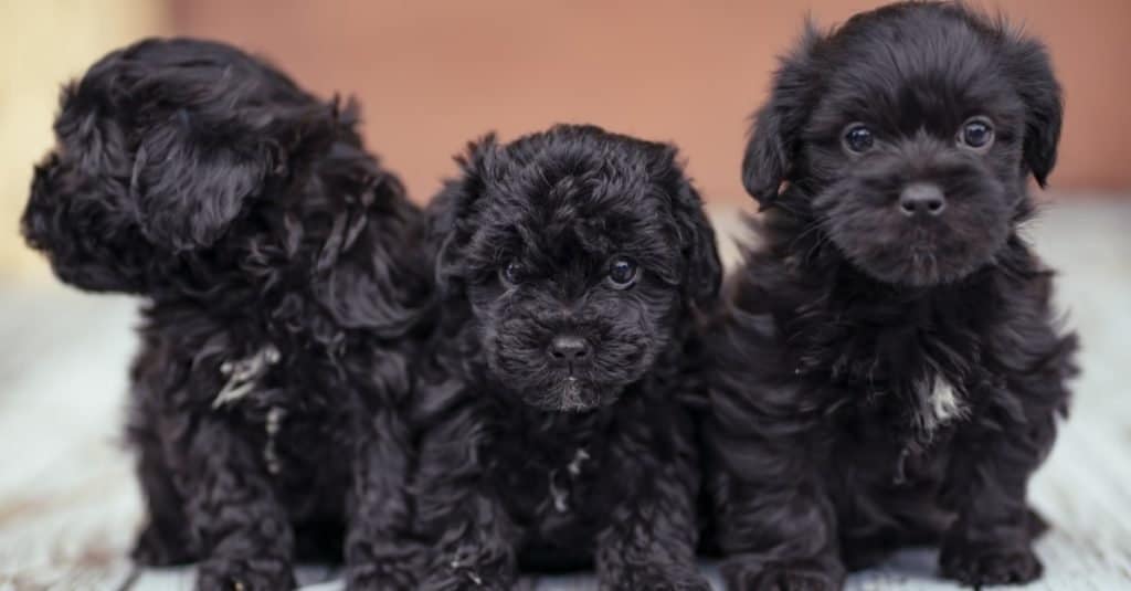 Three black Yorkie poo puppies