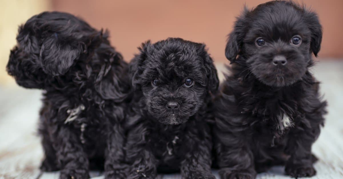 Three yorkie poo puppies sitting on a porch
