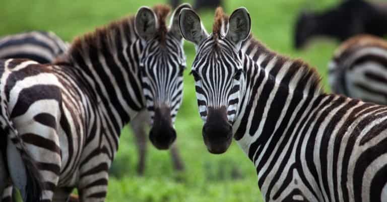 Illegal Pets to Own In the United States: Zebras