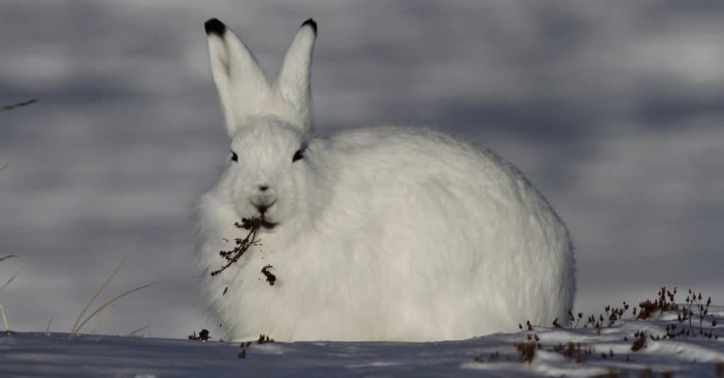 Animals With Camouflage: Arctic Hare