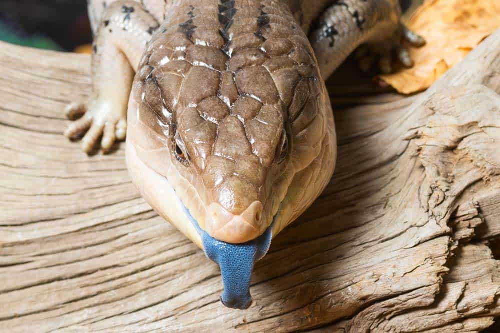 A pygmy blue tongue lizard standing on a piece of wood with its tongue out.