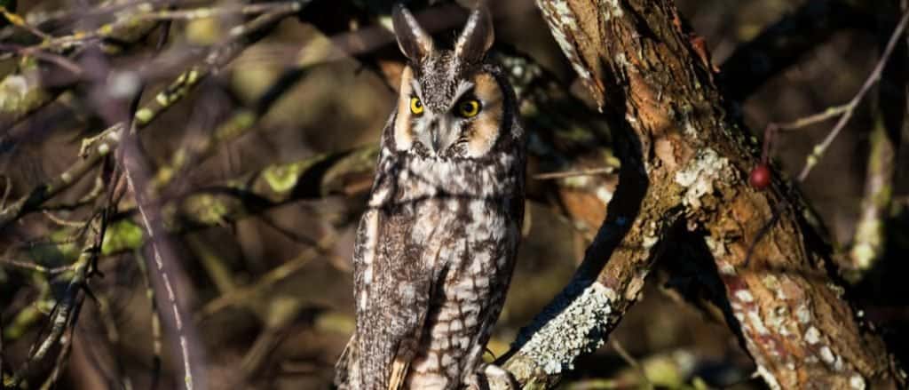 Animal Camouflage: The Long-Eared Owl