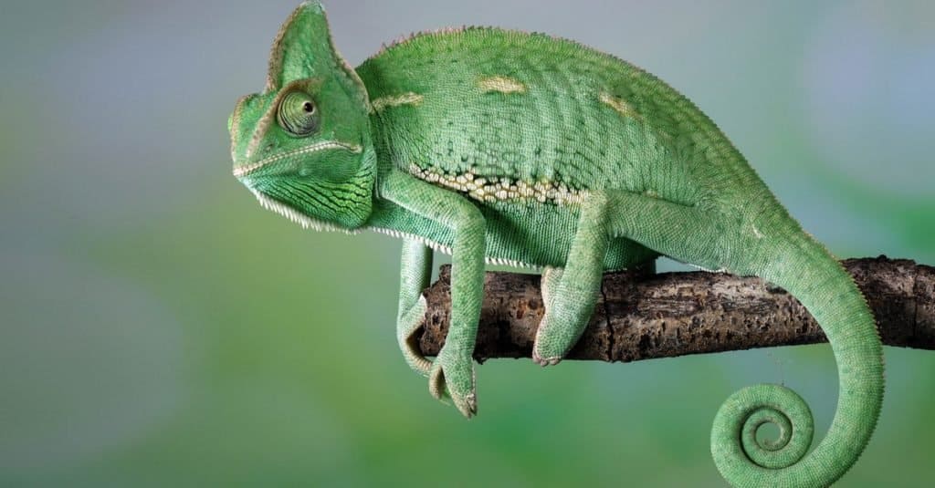 Top 10 Animals With Camouflage So Good They're Basically