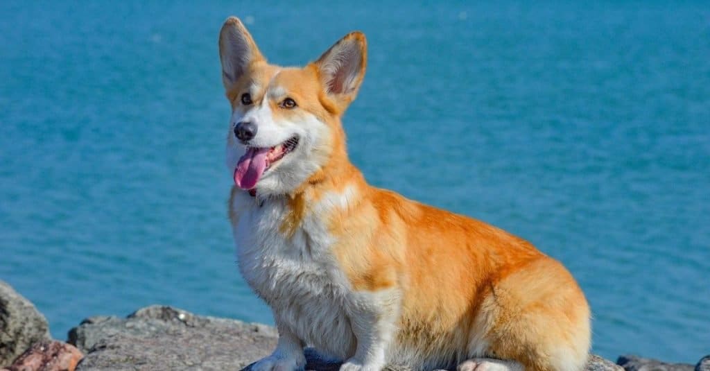 tan corgidor