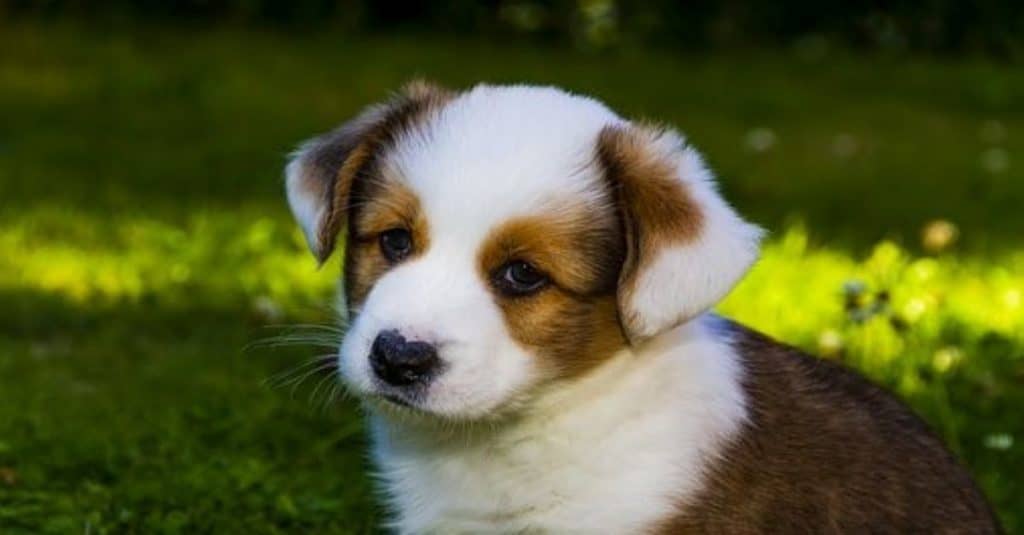 corgipoo puppy standing in the grass