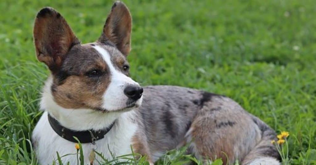 Corgipoo shedding clearance