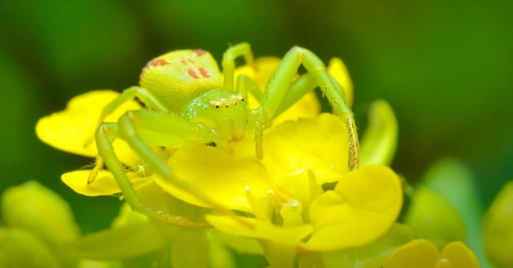 Animals With Camouflage: Crab Spider