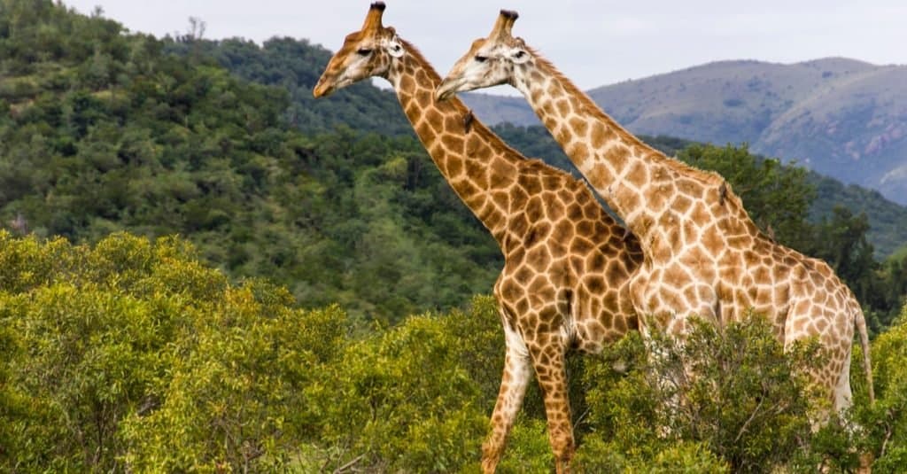 Animals With Camouflage: Giraffe