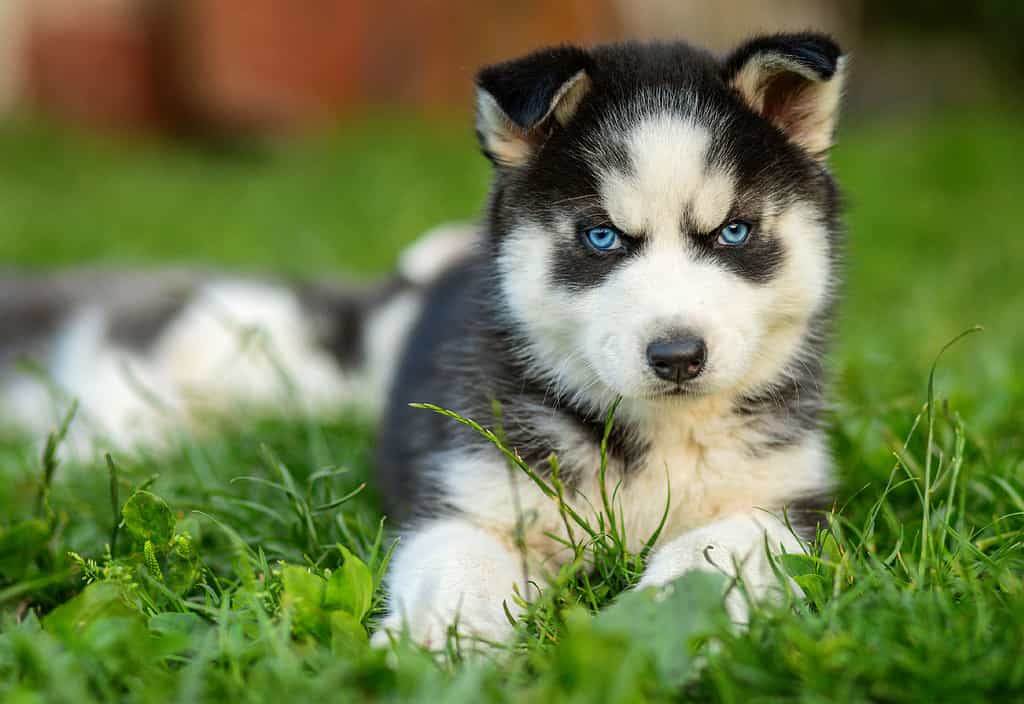 10 hình ảnh cute dog husky đáng yêu nhất và được yêu thích nhất