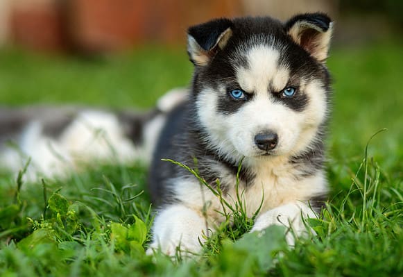 Siberian Husky Progression: Growth Chart, Milestones, and Training Tips ...