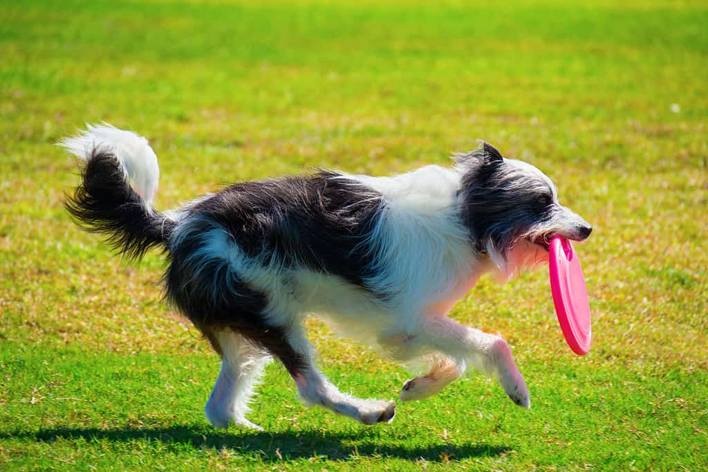 Agricultural Field, Animal, Animal Hair, Border Collie, Canine - Animal