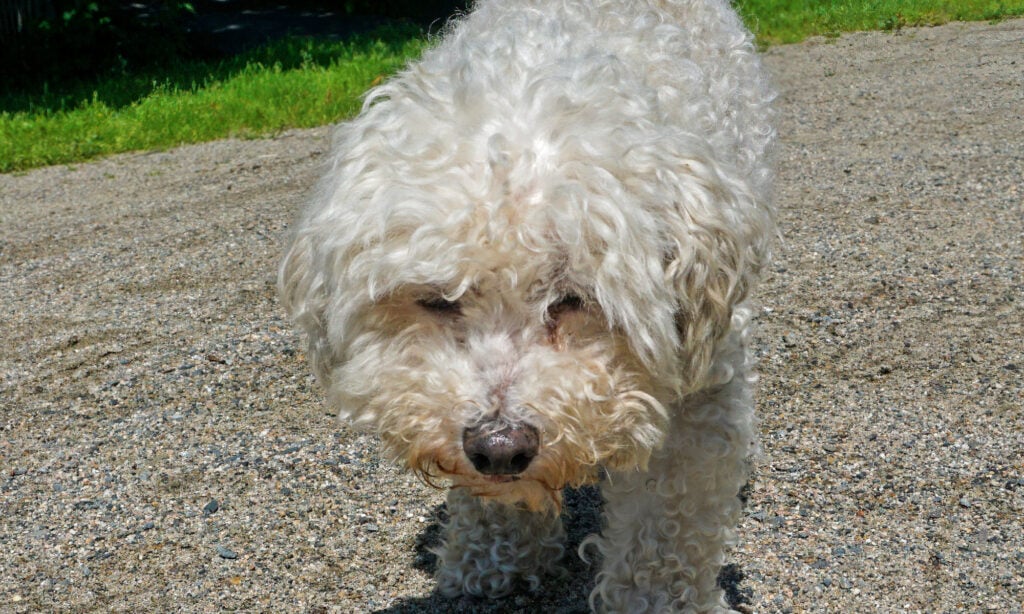 Animal, Animal Head, Barking Animal, Brown, Canine - Animal