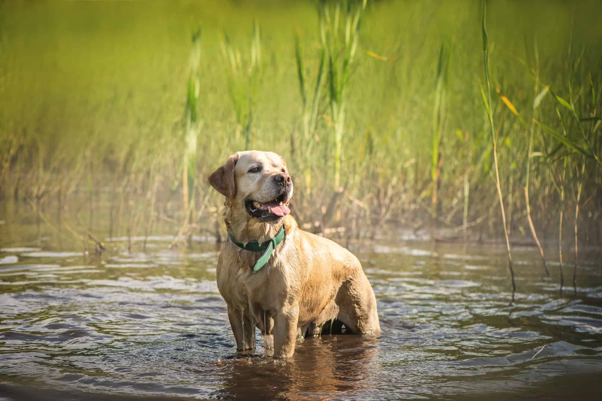 lab puppy growth stages