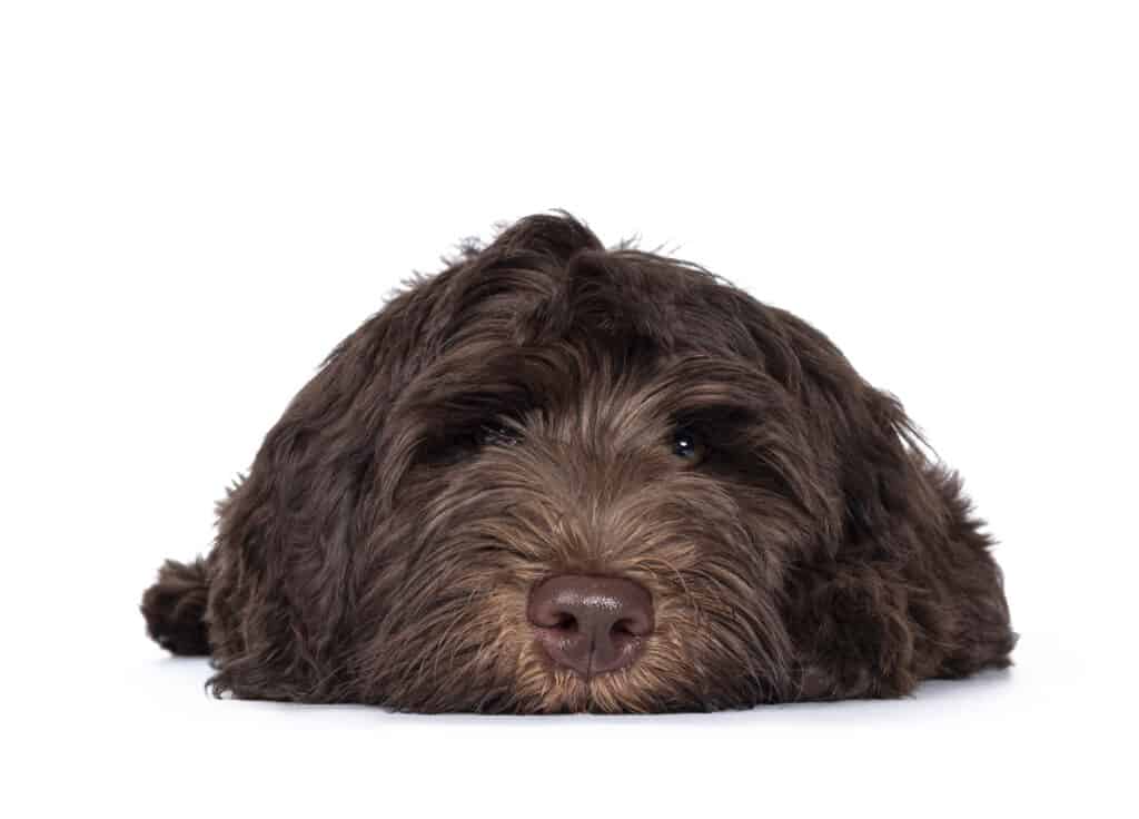 Cobberdog, labradoodle