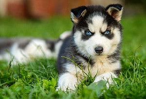 Siberian Husky Training Guide: Recommended Cues, Timelines, and More Picture