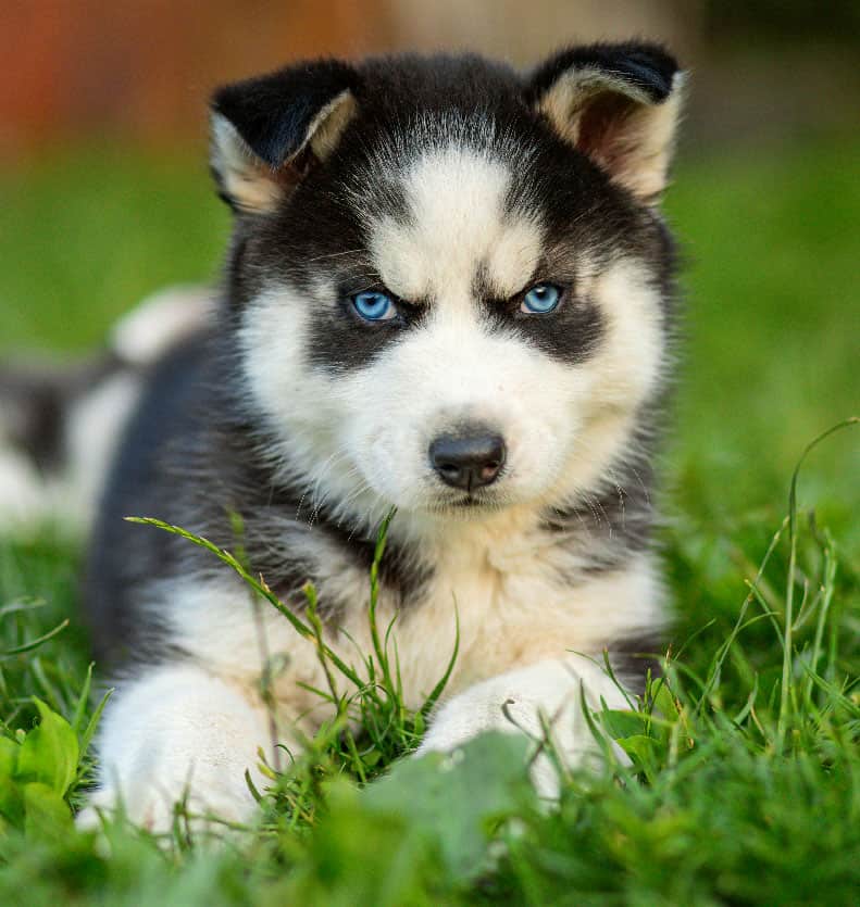 Cute siberian husky puppy with blue eyes sitting in green grass on a summer day.