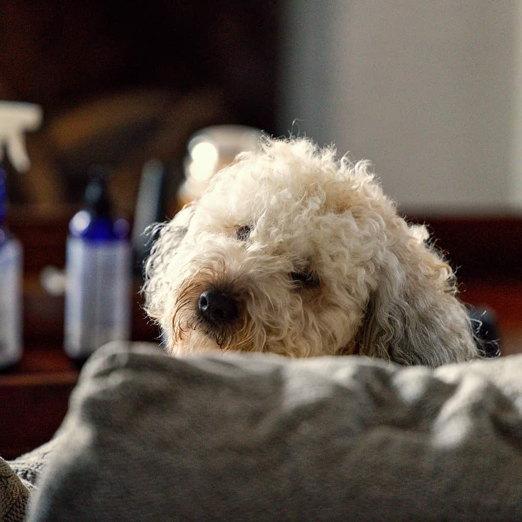 Whoodle vs Wheaten Terrier